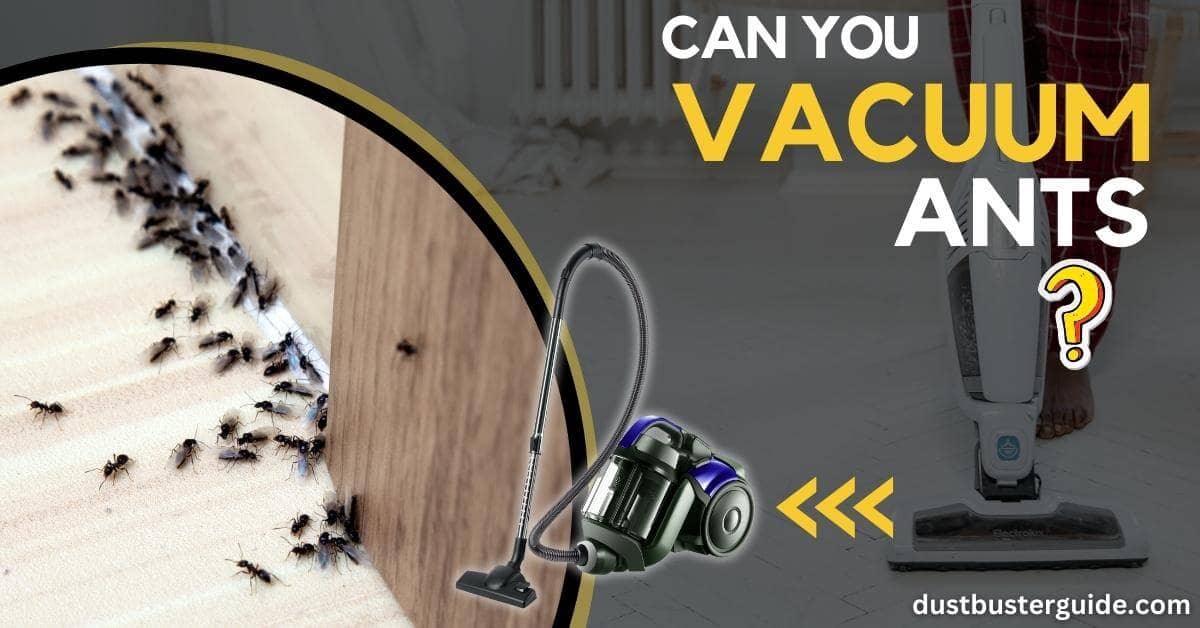 can you vacuum ants
