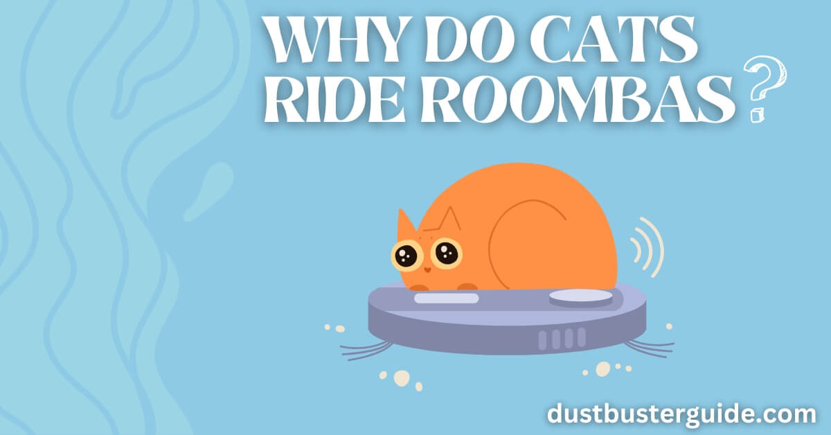 why do cats ride roombas